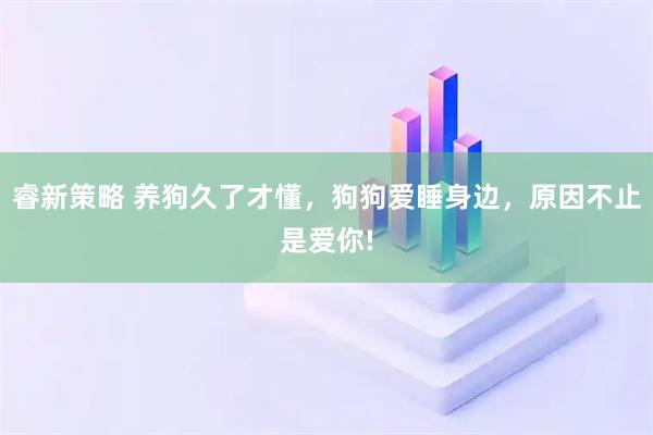 睿新策略 养狗久了才懂，狗狗爱睡身边，原因不止是爱你!